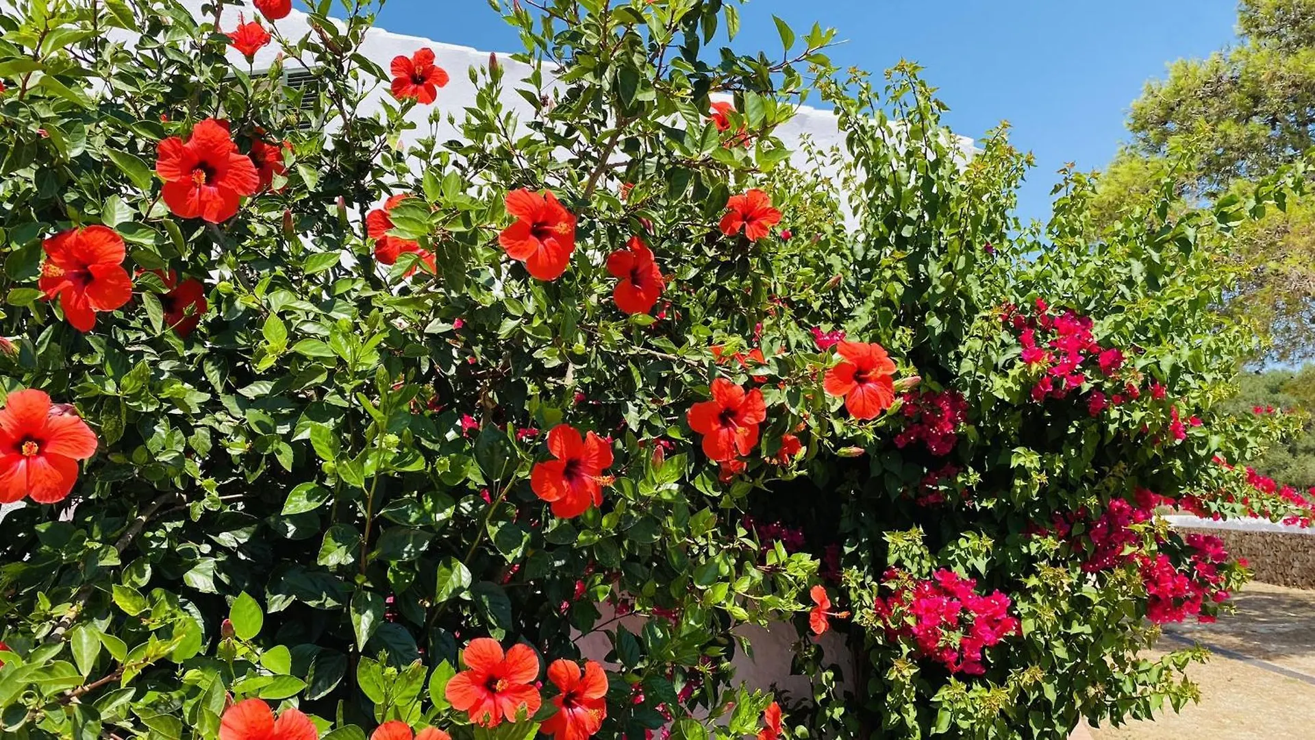 Finca Toni Alaior